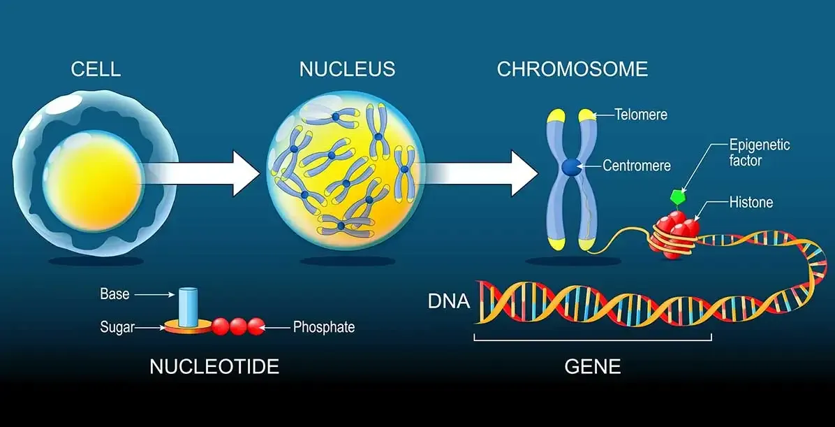 Custom Research Article